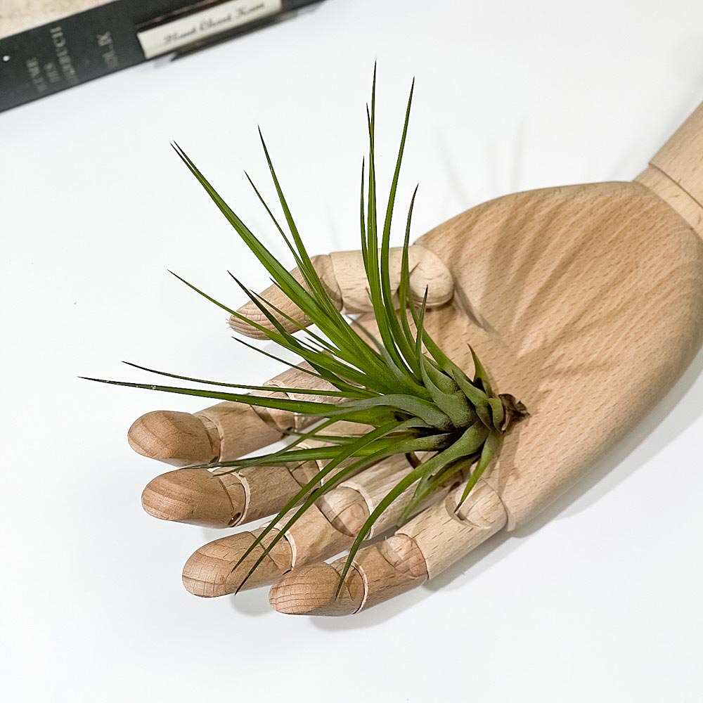 PLANCHU エアプランツ ティランジア トリコロール Mサイズ 1株 育て方説明書付き Tillandsia tricolor エアープランツ チランジア