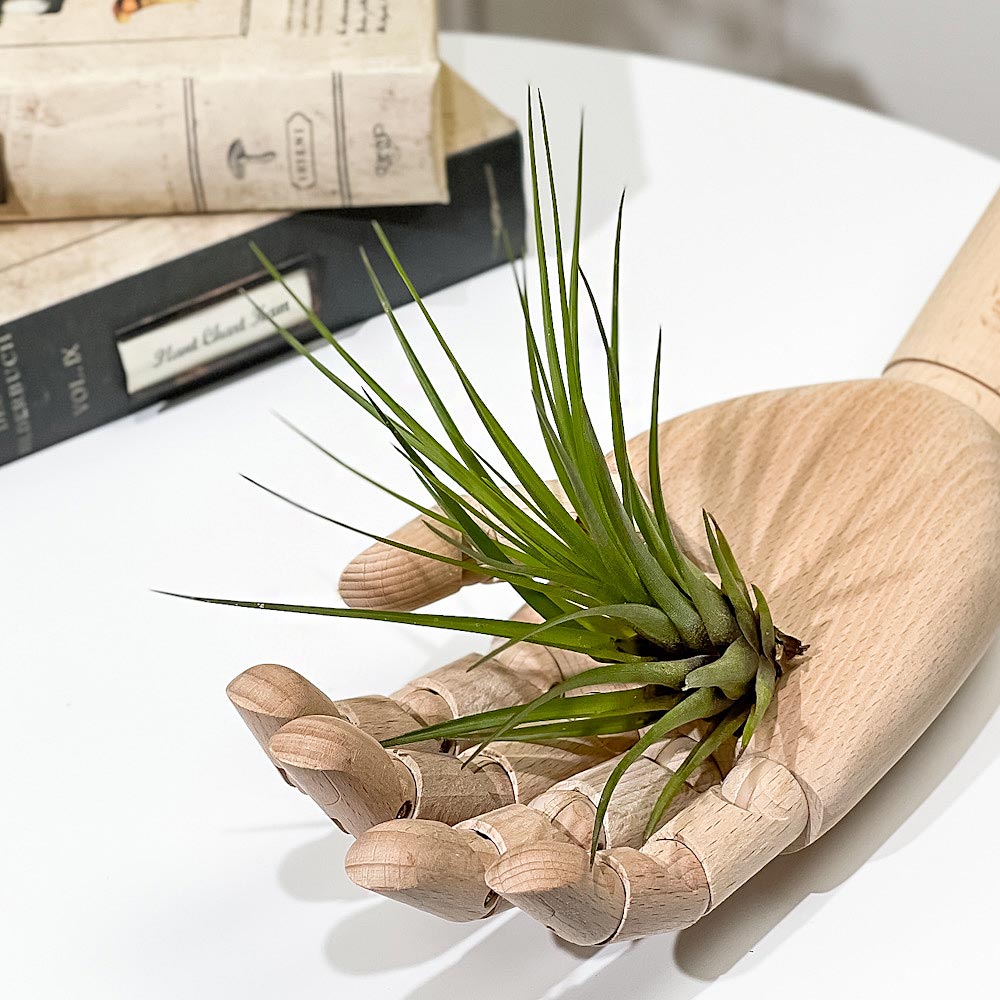 PLANCHU エアプランツ ティランジア トリコロール Mサイズ 1株 W10×H10cm前後 育て方説明書付き Tillandsia tricolor エアープランツ チランジア
