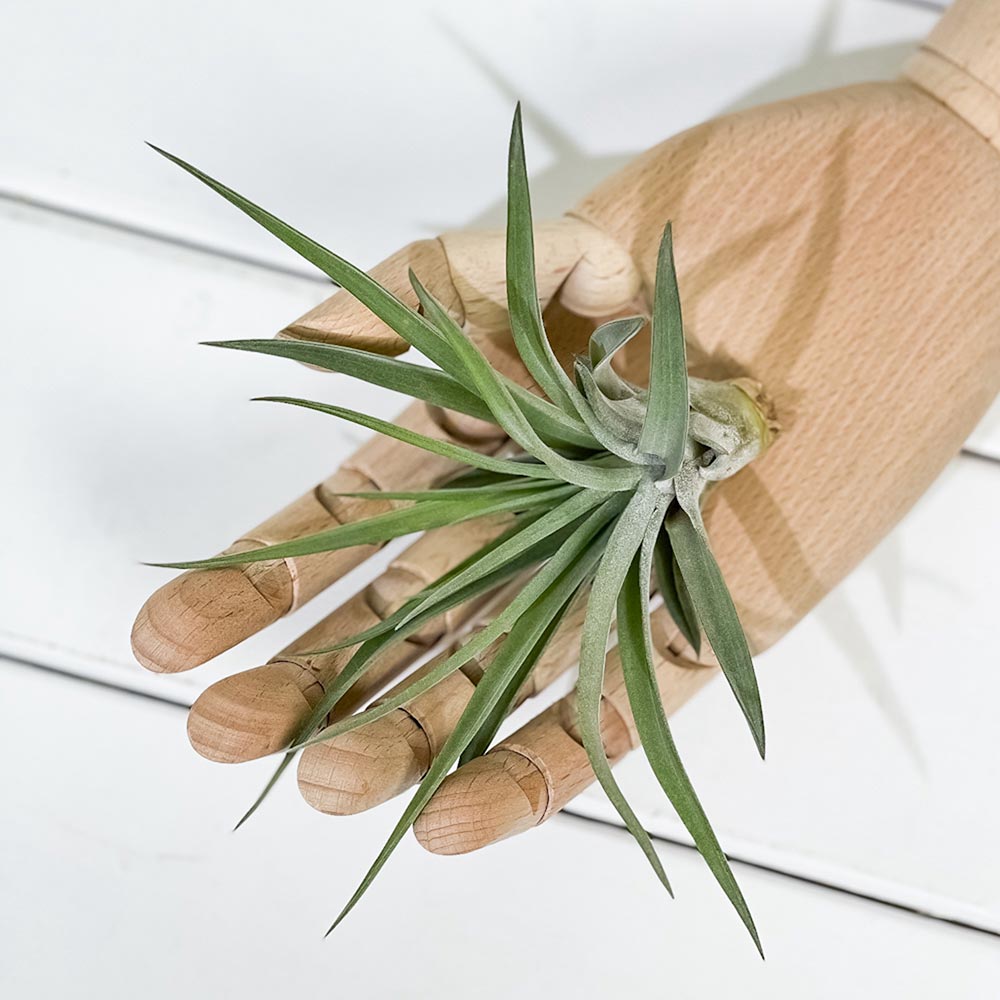 PLANCHU エアプランツ ティランジア ブラキカウロス Mサイズ 1株 育て方説明書付き Tillandsia brachycaulos エアープランツ チランジア