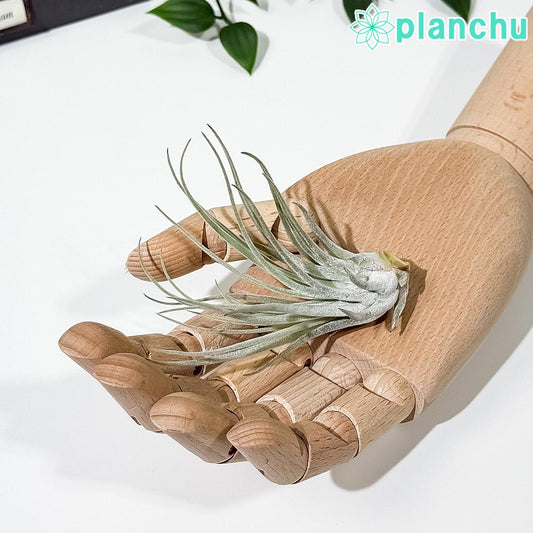 PLANCHU エアプランツ ティランジア ベリッキアーナ Mサイズ 1株 W8×H8cm前後 育て方説明書付き Tillandsia velickiana エアープランツ チランジア