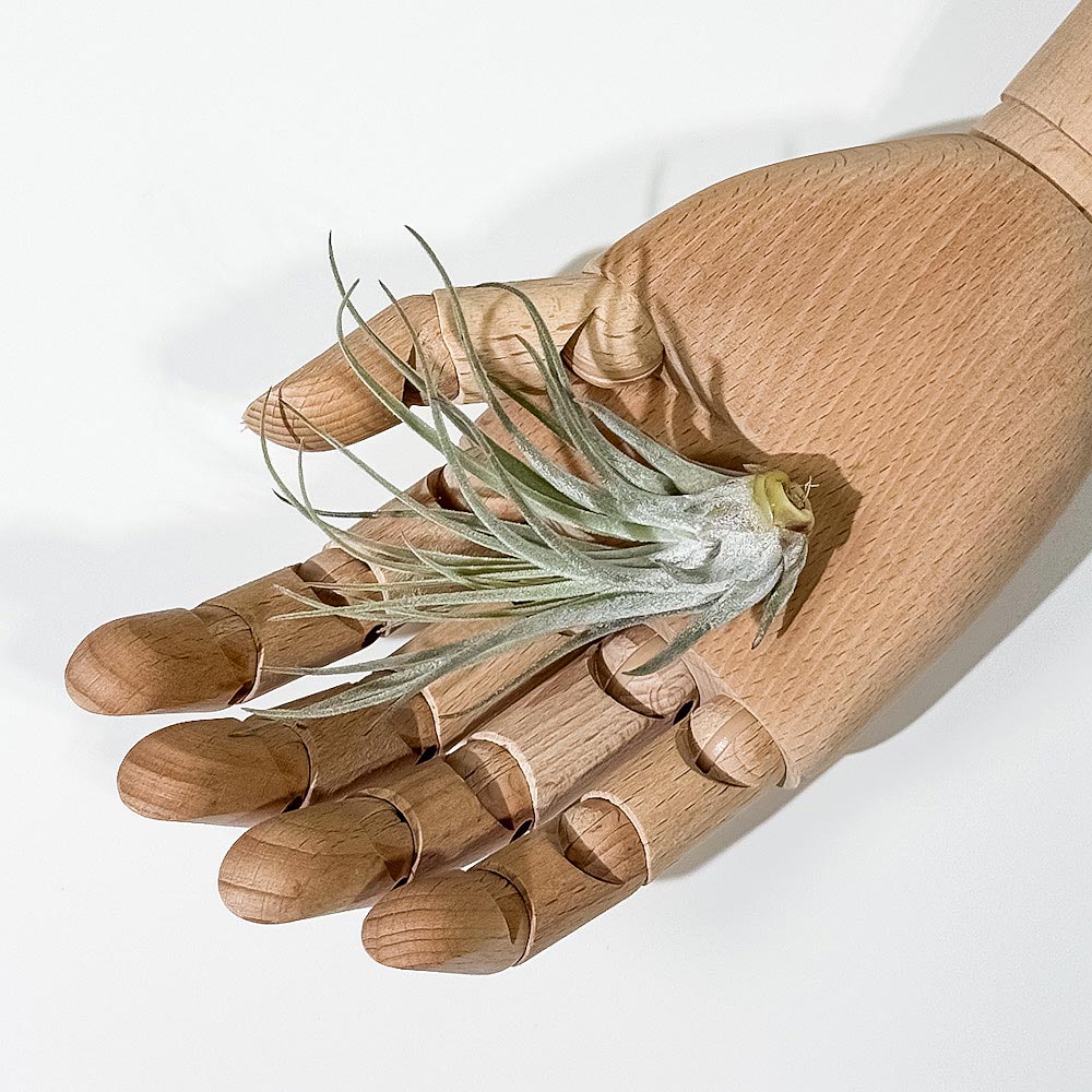 PLANCHU エアプランツ ティランジア ベリッキアーナ Mサイズ 1株 W8×H8cm前後 育て方説明書付き Tillandsia velickiana エアープランツ チランジア