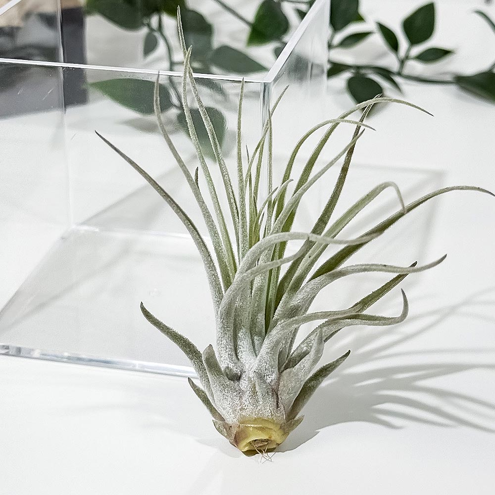PLANCHU エアプランツ ティランジア ベリッキアーナ Mサイズ 1株 W8×H8cm前後 育て方説明書付き Tillandsia velickiana エアープランツ チランジア