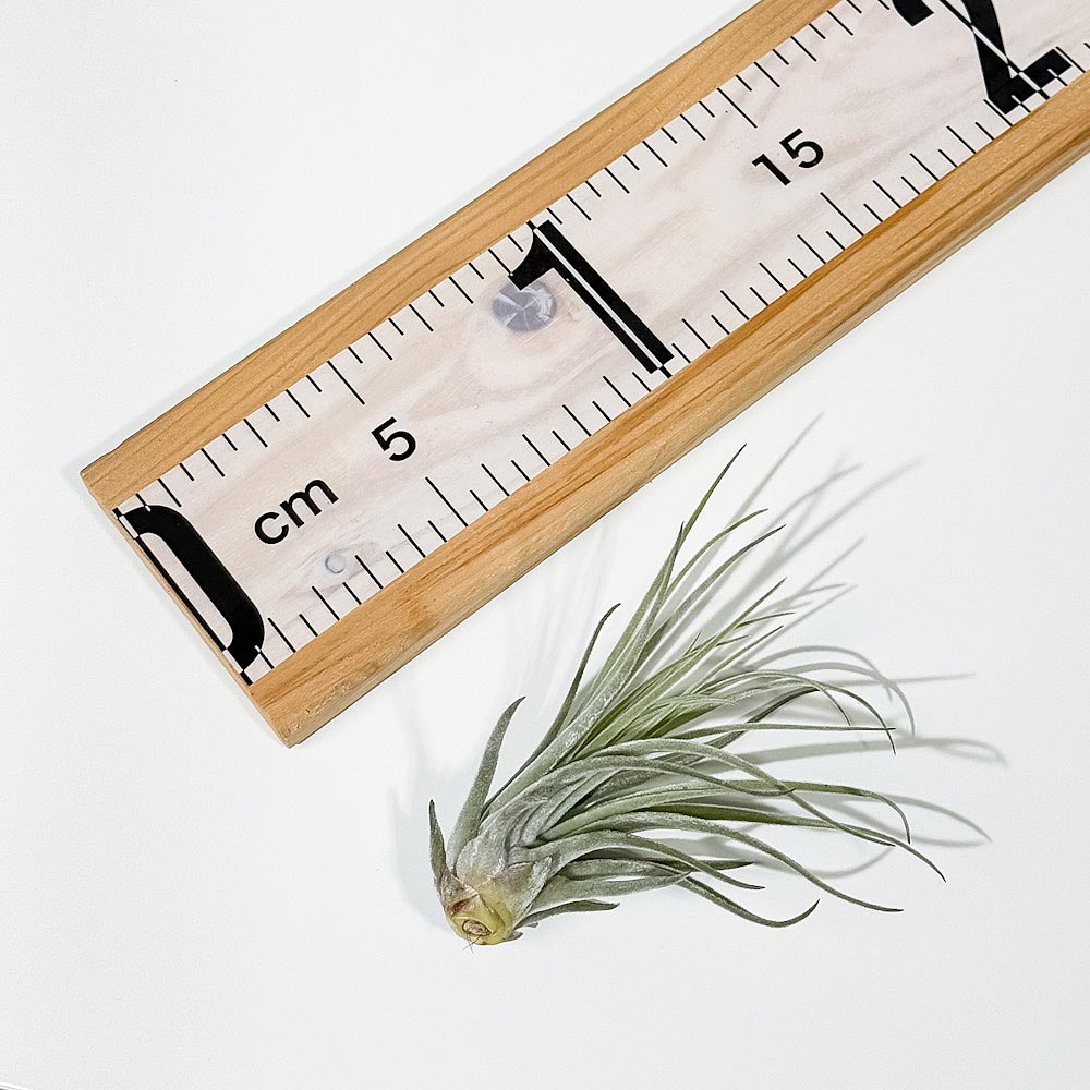 PLANCHU エアプランツ ティランジア ベリッキアーナ Mサイズ 1株 W8×H8cm前後 育て方説明書付き Tillandsia velickiana エアープランツ チランジア