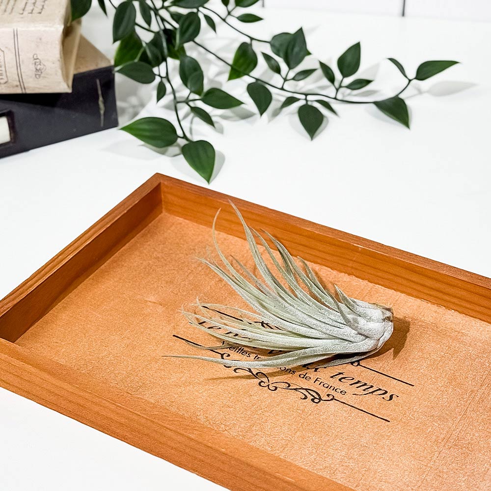 PLANCHU エアプランツ ティランジア ベリッキアーナ Mサイズ 1株 W8×H8cm前後 育て方説明書付き Tillandsia velickiana エアープランツ チランジア