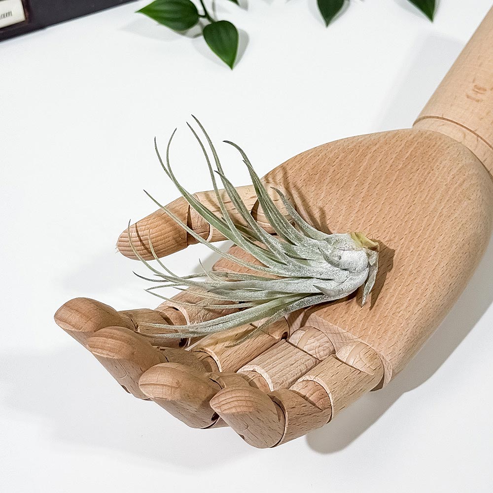 PLANCHU エアプランツ ティランジア ベリッキアーナ Mサイズ 1株 W8×H8cm前後 育て方説明書付き Tillandsia velickiana エアープランツ チランジア