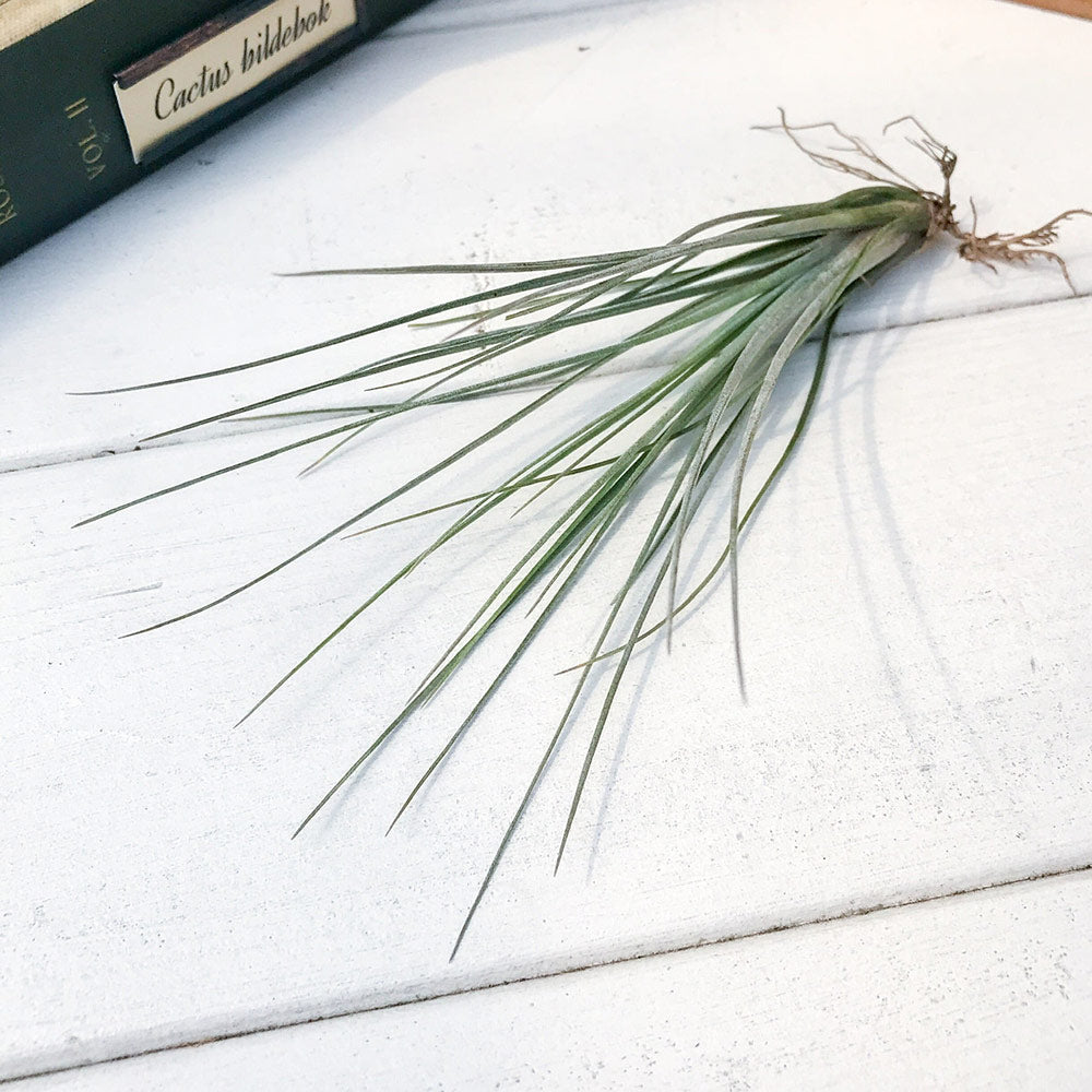 PLANCHU エアプランツ ティランジア カエトフィラ Mサイズ 1株 W8×H15cm前後 育て方説明書付き Tillandsia chaetophylla エアープランツ チランジア