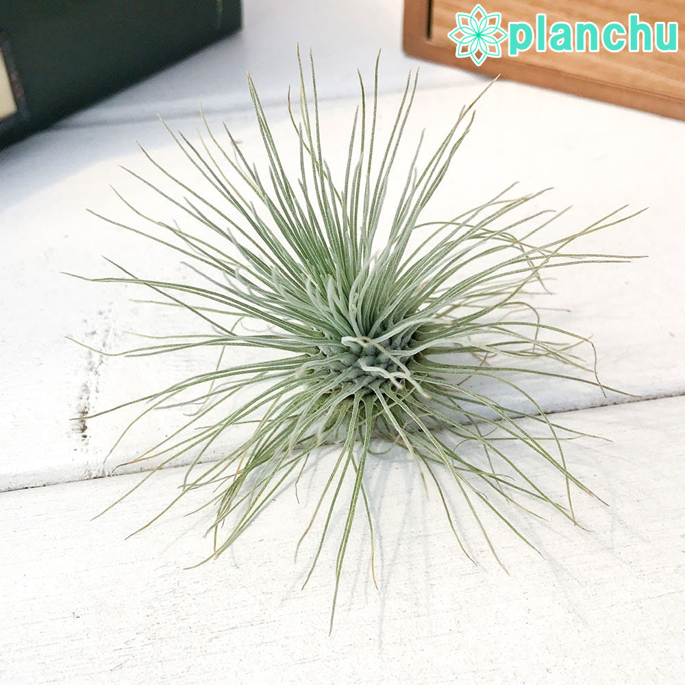 PLANCHU エアプランツ ティランジア フックシー グラシリス Lサイズ 1株 W8×H5cm前後 育て方説明書付き Tillandsia fuchsii forma gracilis グラキリス エアープランツ チランジア