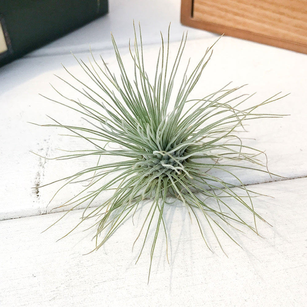 PLANCHU エアプランツ ティランジア フックシー グラシリス Lサイズ 1株 W8×H5cm前後 育て方説明書付き Tillandsia fuchsii forma gracilis グラキリス エアープランツ チランジア