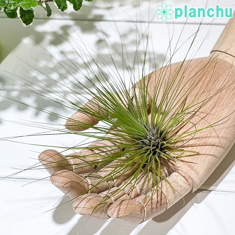 PLANCHU エアプランツ ティランジア フィリフォリア Lサイズ 1株 W25×H16cm前後 育て方説明書付き Tillandsia filifolia エアープランツ チランジア