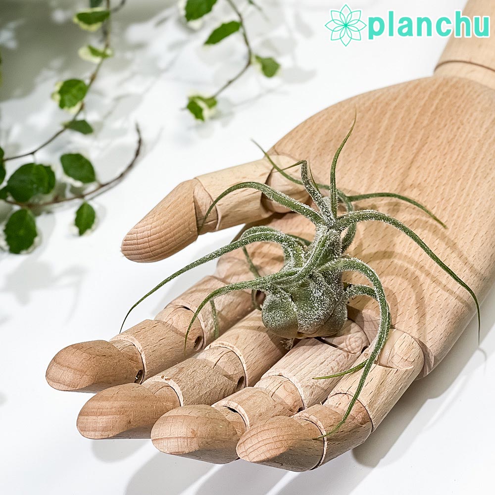 PLANCHU エアプランツ ティランジア プルイノーサ Lサイズ 1株 W6×H6cm前後 育て方説明書付き Tillandsia pruinosa エアープランツ チランジア
