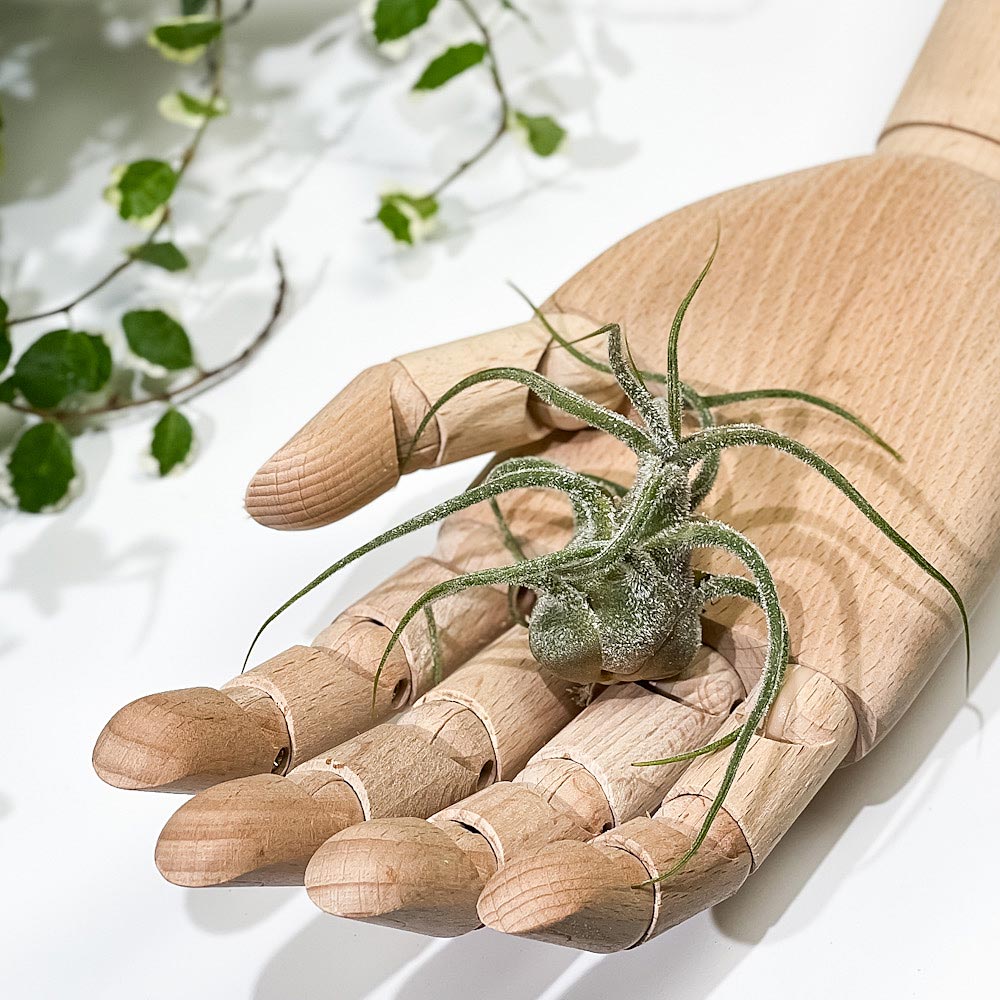 PLANCHU エアプランツ ティランジア プルイノーサ Lサイズ 1株 W6×H6cm前後 育て方説明書付き Tillandsia pruinosa エアープランツ チランジア