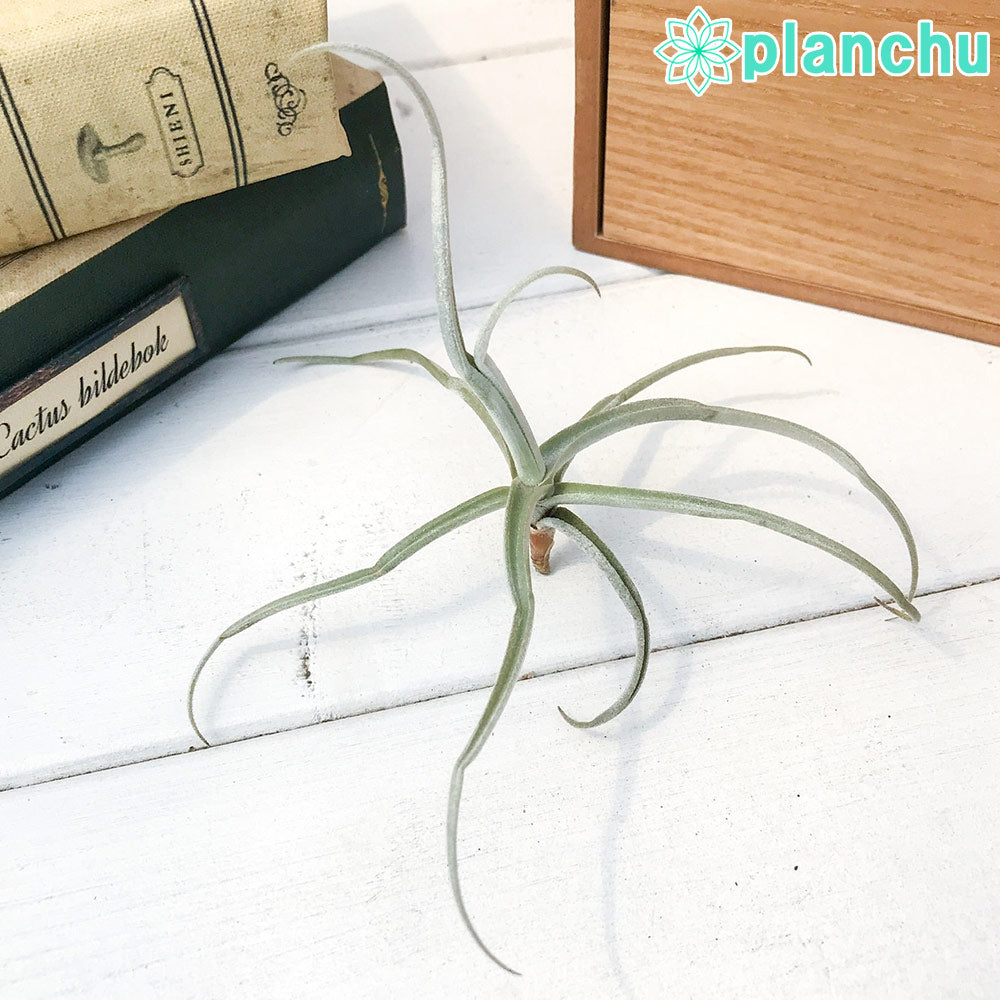 PLANCHU エアプランツ ティランジア ライヘンバッキー 1株 W10×H7cm前後 育て方説明書付き Tillandsia reichenbachii エアープランツ チランジア