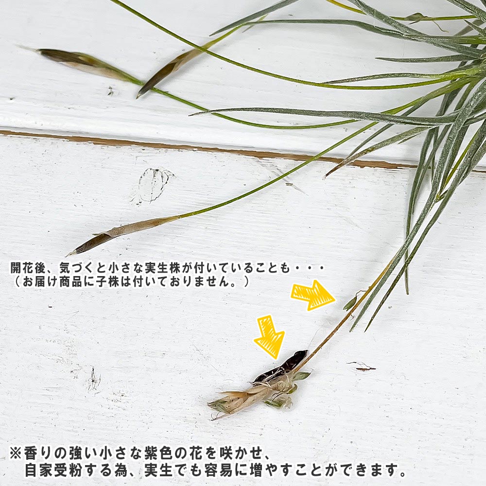 PLANCHU エアプランツ ティランジア レクルバータ 1株 育て方説明書付き Tillandsia recurvata エアープランツ チランジア