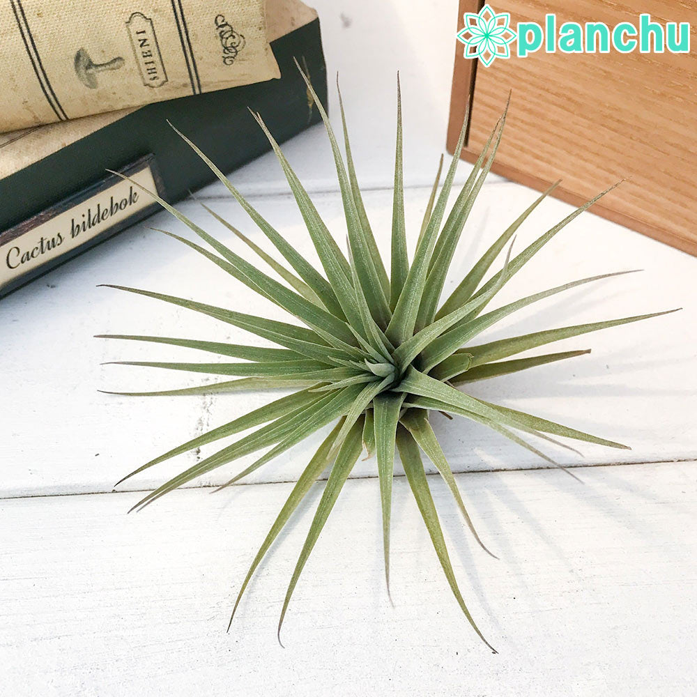 PLANCHU エアプランツ ティランジア エスピノーサ 1株 W9×H7cm前後 育て方説明書付き Tillandsia espinosae エアープランツ チランジア フリーセア