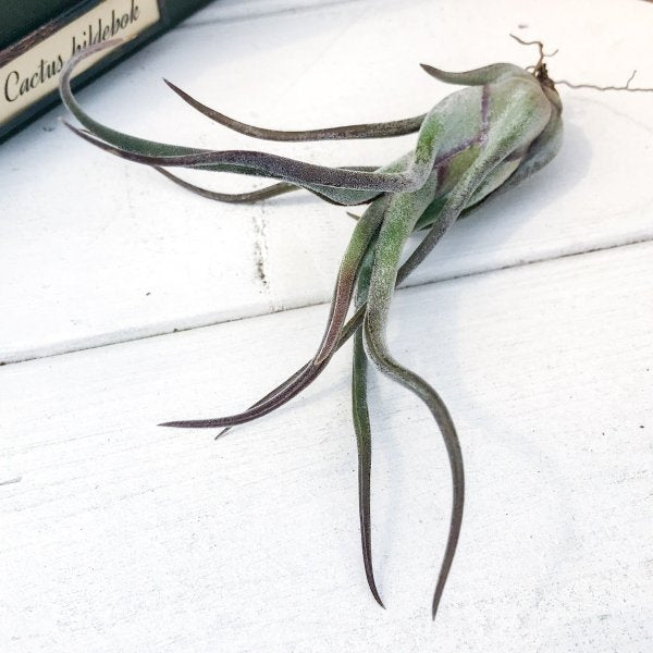 PLANCHU エアプランツ ティランジア カプトメデューサエ パープル 1株 育て方説明書付き Tillandsia caput-medusae ‘Purple’ カプトメドゥーサエ エアープランツ チランジア