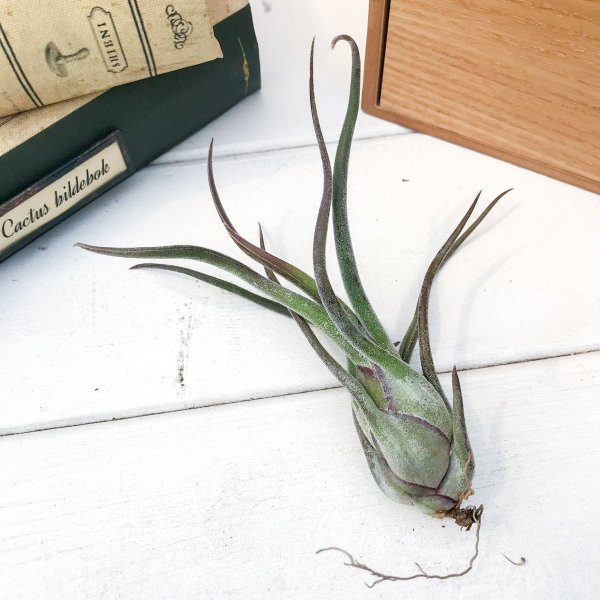 PLANCHU エアプランツ ティランジア カプトメデューサエ パープル 1株 育て方説明書付き Tillandsia caput-medusae ‘Purple’ カプトメドゥーサエ エアープランツ チランジア