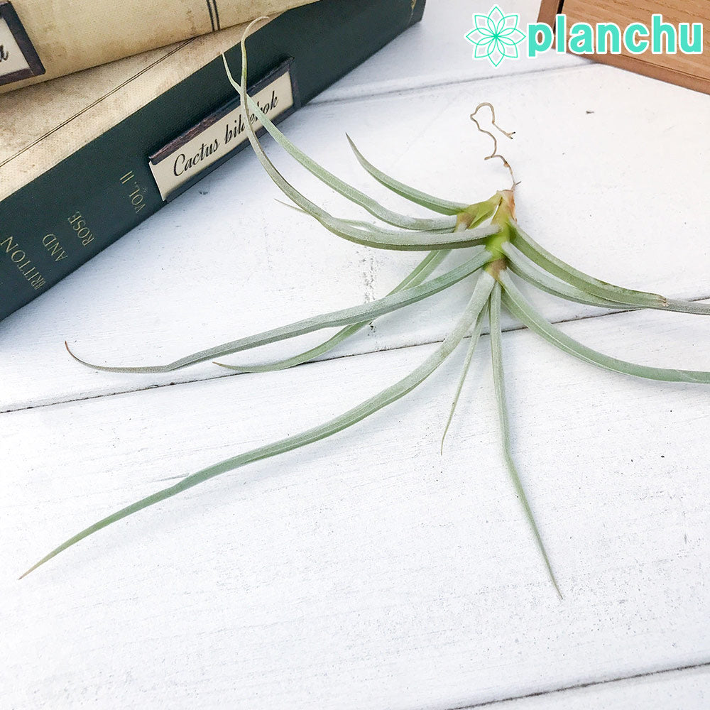 PLANCHU エアプランツ ティランジア カリギノーサ 1株 W20×H8cm前後 育て方説明書付き Tillandsia caliginosa エアープランツ チランジア