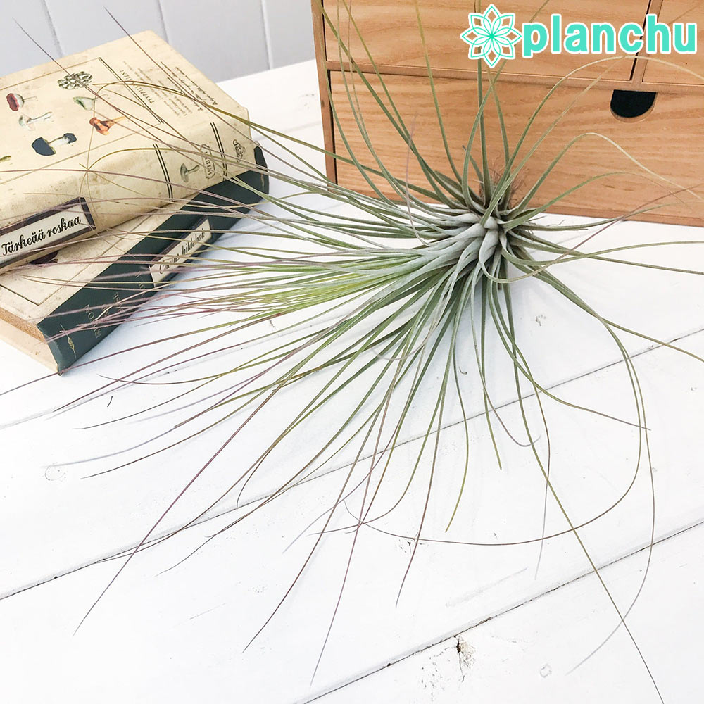 PLANCHU エアプランツ ティランジア ジュンセア Lサイズ 1株 W17×H28cm前後 育て方説明書付き Tillandsia juncea エアープランツ チランジア