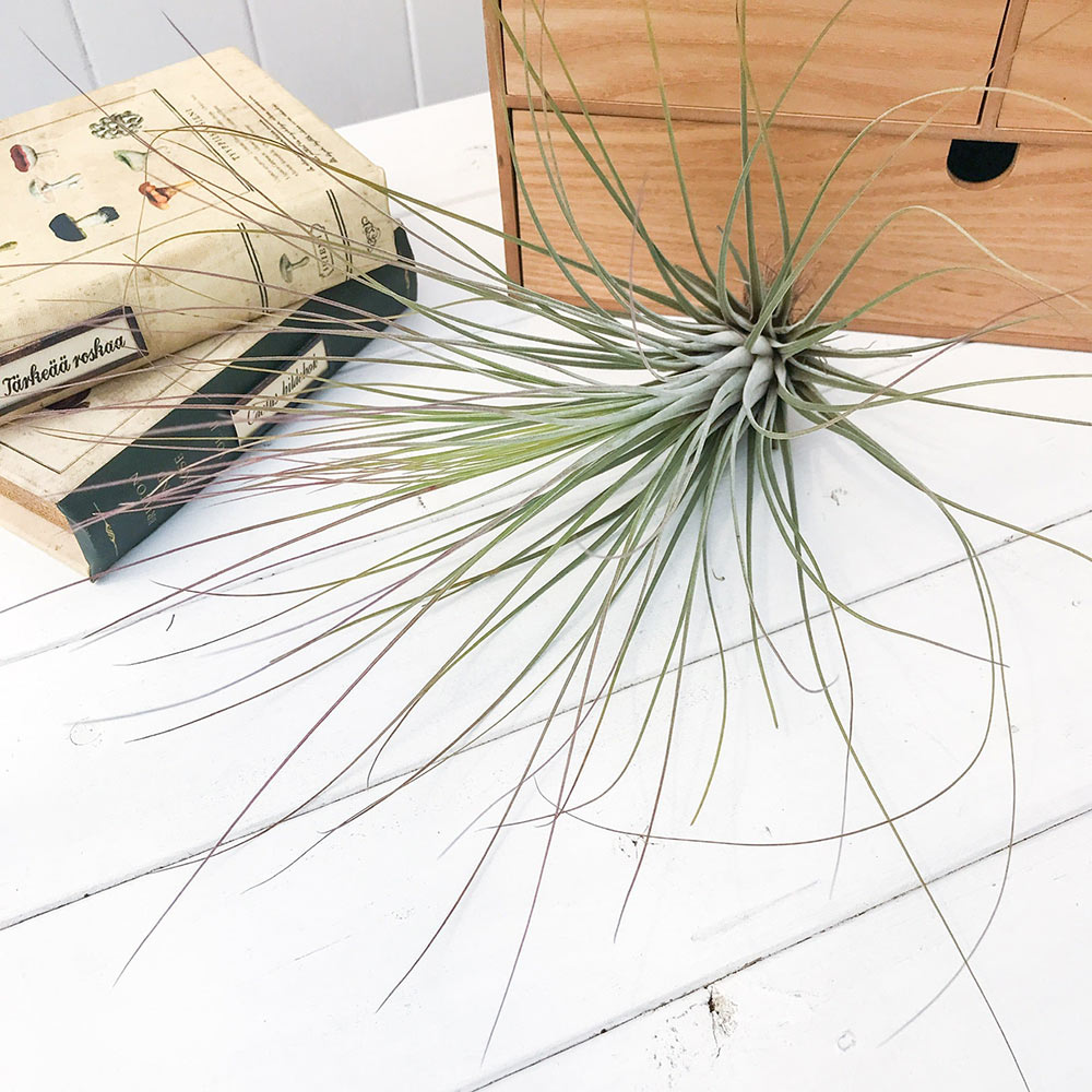 PLANCHU エアプランツ ティランジア ジュンセア Lサイズ 1株 W17×H28cm前後 育て方説明書付き Tillandsia juncea エアープランツ チランジア