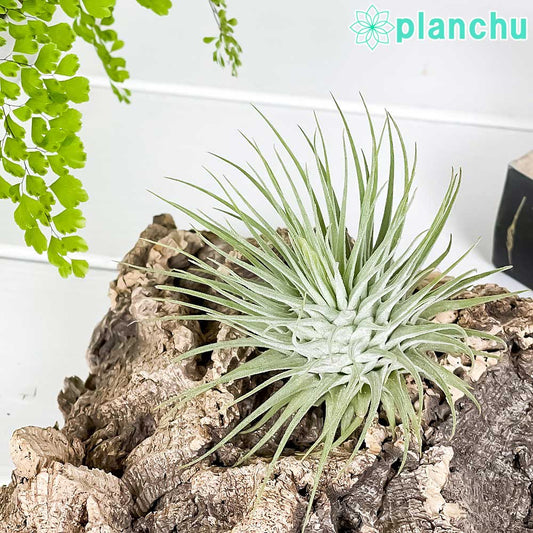 PLANCHU エアプランツ ティランジア フックシーフックシー 1株 W8×H6cm前後 育て方説明書付き Tillandsia fuchsii var. fuchsii エアープランツ チランジア