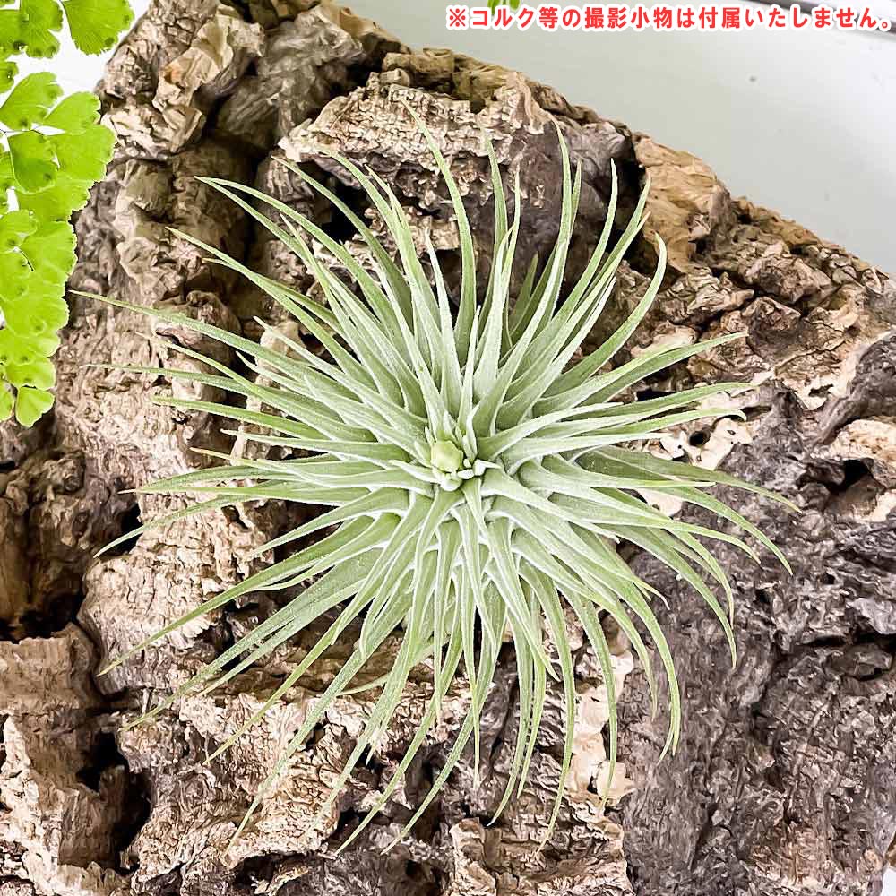 PLANCHU エアプランツ ティランジア フックシーフックシー 1株 育て方説明書付き Tillandsia fuchsii var. fuchsii エアープランツ チランジア