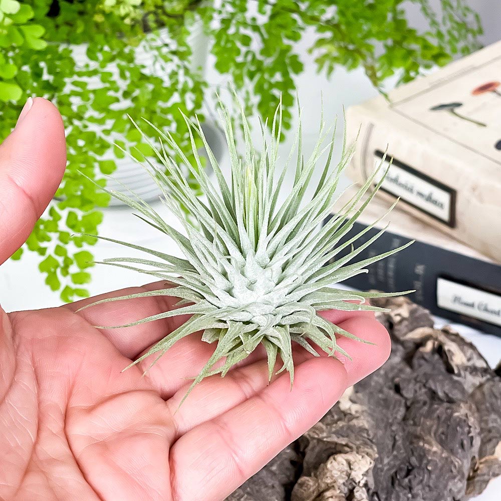 PLANCHU エアプランツ ティランジア フックシーフックシー 1株 育て方説明書付き Tillandsia fuchsii var. fuchsii エアープランツ チランジア