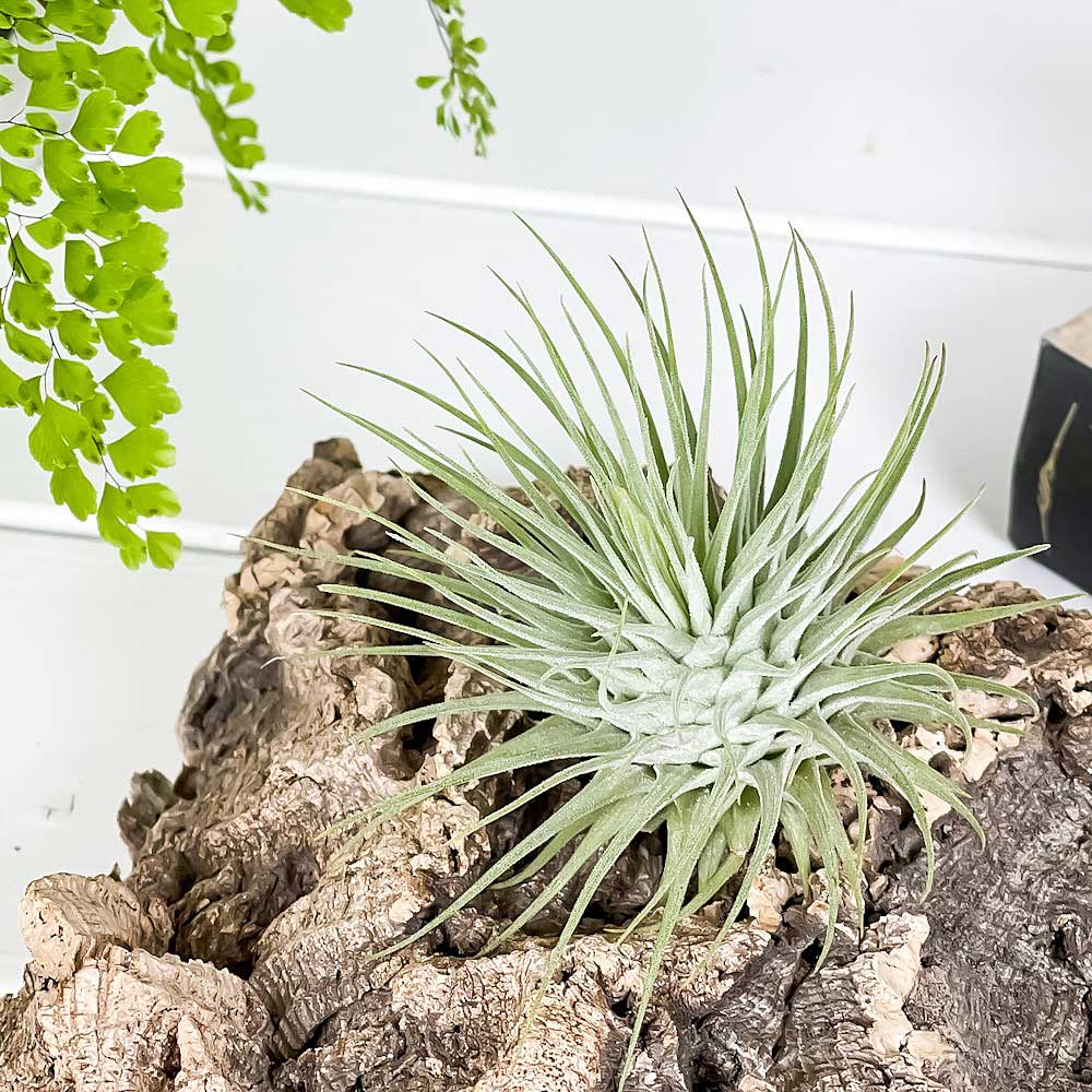 PLANCHU エアプランツ ティランジア フックシーフックシー 1株 W8×H6cm前後 育て方説明書付き Tillandsia fuchsii var. fuchsii エアープランツ チランジア