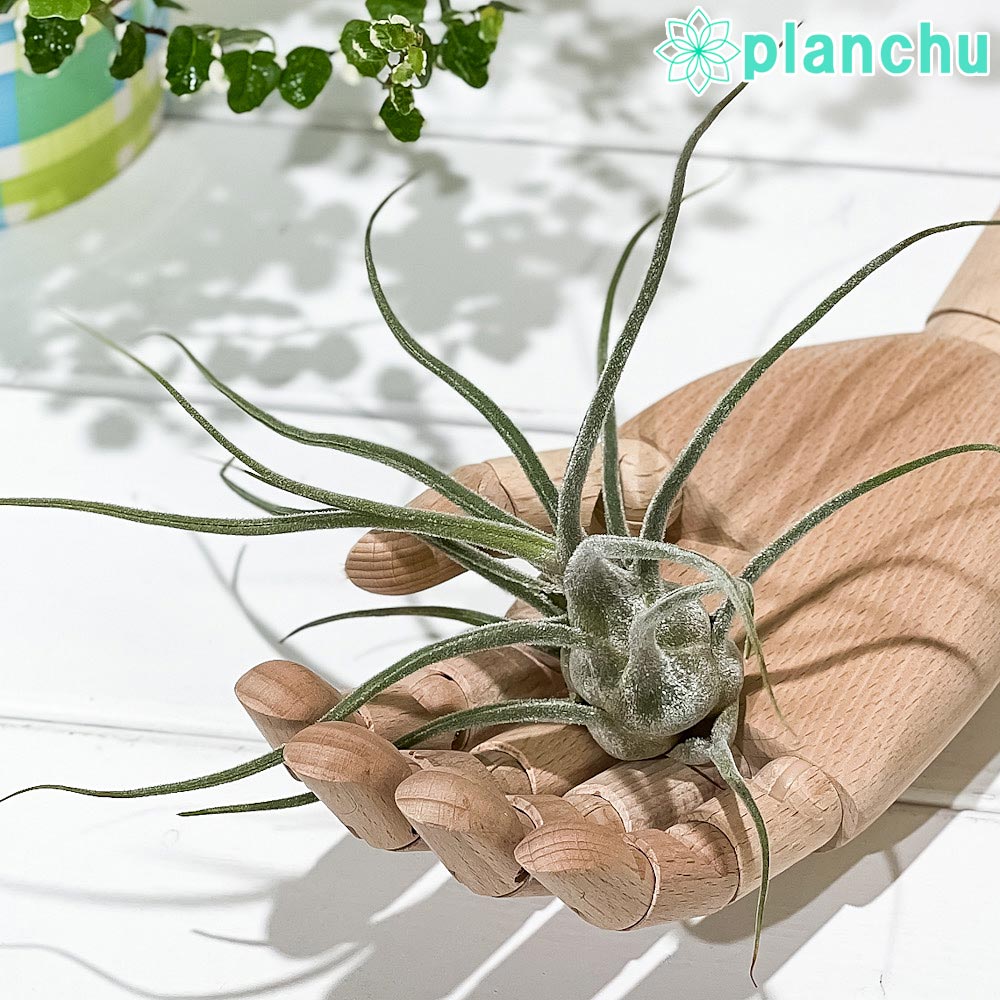 PLANCHU エアプランツ ティランジア プルイノーサ コロンビアフォーム 1株 育て方説明書付き Tillandsia pruinosa Colombia Form エアープランツ チランジア