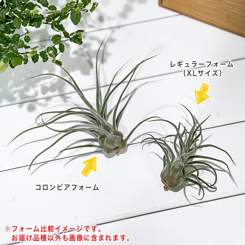 PLANCHU エアプランツ ティランジア プルイノーサ コロンビアフォーム 1株 育て方説明書付き Tillandsia pruinosa Colombia Form エアープランツ チランジア