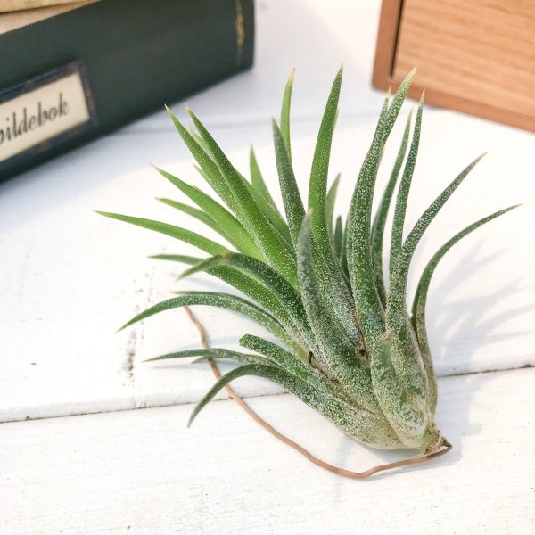 PLANCHU エアプランツ ティランジア イオナンタ アルビノ 1株 育て方説明書付き Tillandsia ionantha ‘Albino’ エアープランツ チランジア