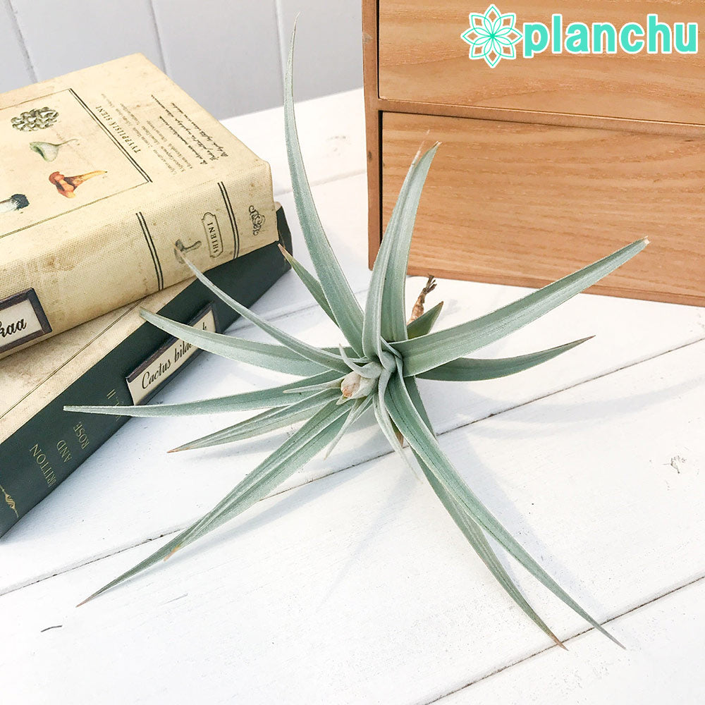 PLANCHU エアプランツ ティランジア イキシオイデス 1株 W14×H13cm前後 育て方説明書付き Tillandsia ixioides エアープランツ チランジア