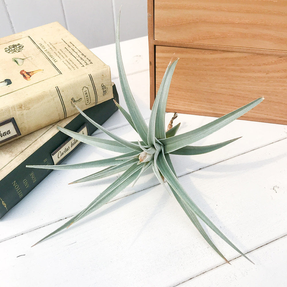 PLANCHU エアプランツ ティランジア イキシオイデス 1株 W14×H13cm前後 育て方説明書付き Tillandsia ixioides エアープランツ チランジア