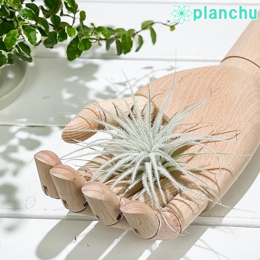 PLANCHU エアプランツ ティランジア テクトルム スモールフォーム 1株 W10×H6cm前後 育て方説明書付き Tillandsia tectorum ‘Small’ テクトラム エアープランツ チランジア