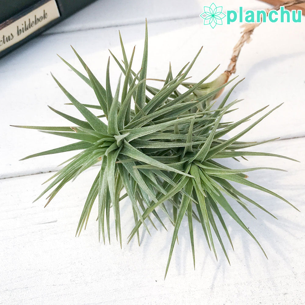 PLANCHU エアプランツ ティランジア アラウジェイ グリーンスター 1株 W7×H10cm前後 育て方説明書付き Tillandsia araujei ‘Green Star’ エアープランツ チランジア