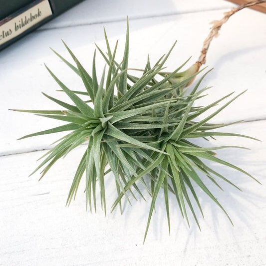 PLANCHU エアプランツ ティランジア アラウジェイ グリーンスター 1株 W7×H10cm前後 育て方説明書付き Tillandsia araujei ‘Green Star’ エアープランツ チランジア