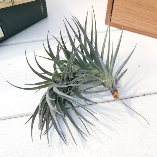 PLANCHU エアプランツ ティランジア アラウジェイ パープルスター 1株 W6×H10cm前後 育て方説明書付き Tillandsia araujei ‘Purple Star’ エアープランツ チランジア