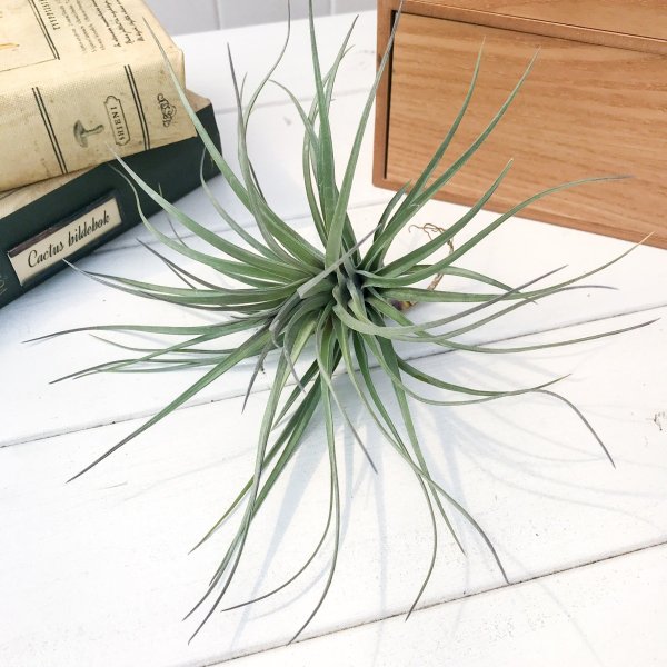 PLANCHU エアプランツ ティランジア ストリクタ イリディッセント 1株 W20×H10cm前後 育て方説明書付き Tillandsia stricta ‘Iridescent’ エアープランツ チランジア