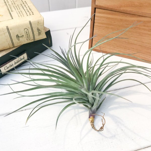 PLANCHU エアプランツ ティランジア ストリクタ イリディッセント 1株 W20×H10cm前後 育て方説明書付き Tillandsia stricta ‘Iridescent’ エアープランツ チランジア