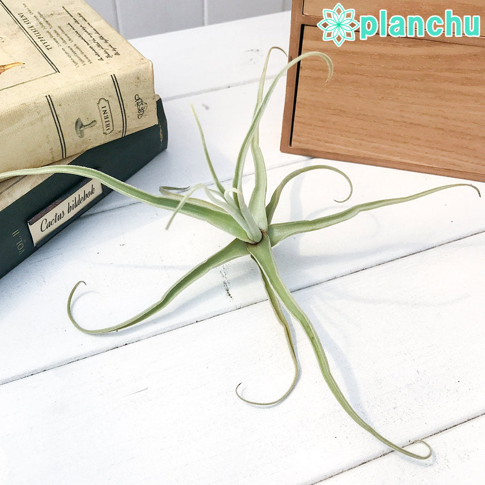 PLANCHU エアプランツ ティランジア ストレプトカルパ スペシャル 1株 W20×H15cm前後 育て方説明書付き Tillandsia streptocarpa エアープランツ チランジア