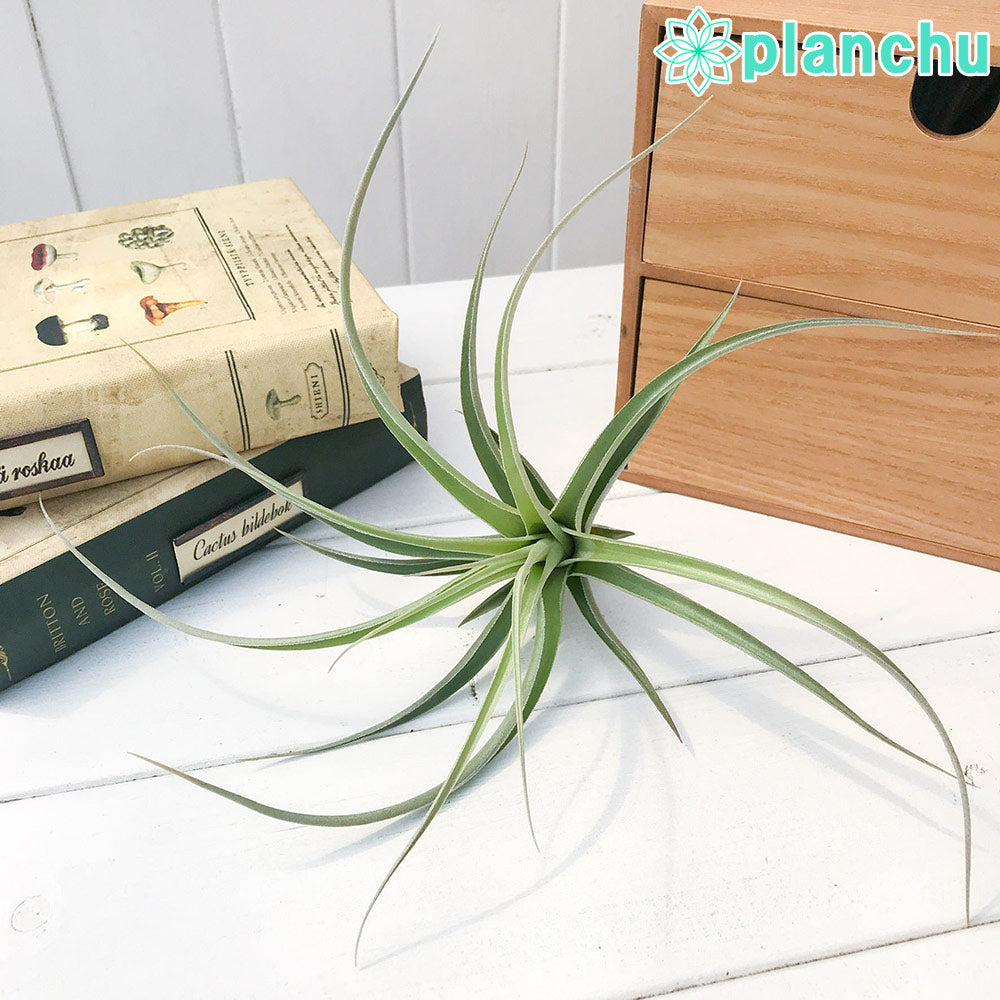 PLANCHU エアプランツ ティランジア ドーラティ × ガルドネリー 1株 W18×H13cm前後 育て方説明書付き Tillandsia duratii × gardneri エアープランツ チランジア