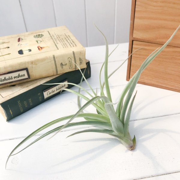 PLANCHU エアプランツ ティランジア ドゥラティー × ガルドネリー 1株 育て方説明書付き Tillandsia duratii × gardneri エアープランツ チランジア