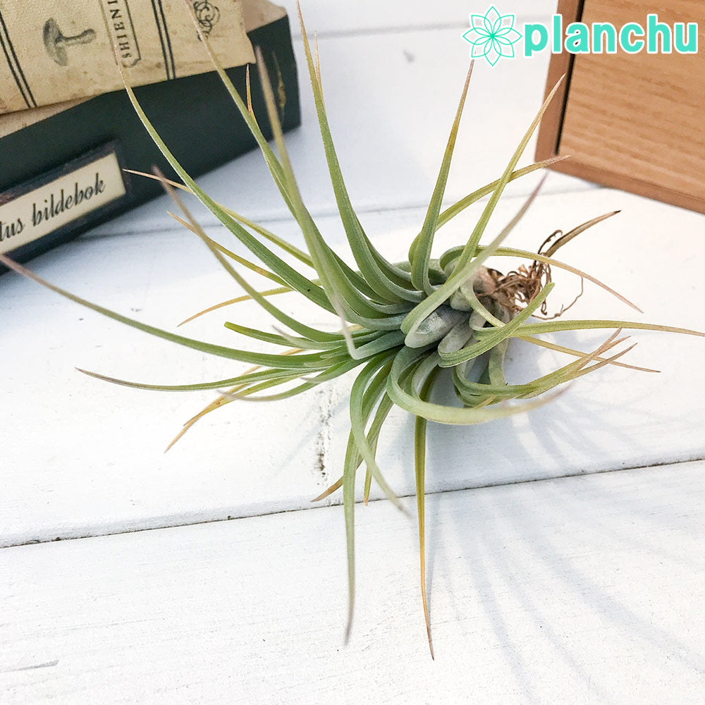 PLANCHU エアプランツ ティランジア ハンメリー 1株 W10×H12cm前後 育て方説明書付き Tillandsia hammeri エアープランツ チランジア