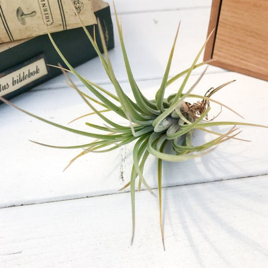 PLANCHU エアプランツ ティランジア ハンメリー 1株 W10×H12cm前後 育て方説明書付き Tillandsia hammeri エアープランツ チランジア