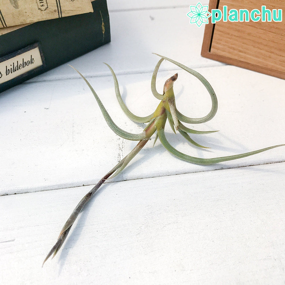 PLANCHU エアプランツ ティランジア ミオスラ 1株 W10×H8cm前後 育て方説明書付き Tillandsia myosura エアープランツ チランジア