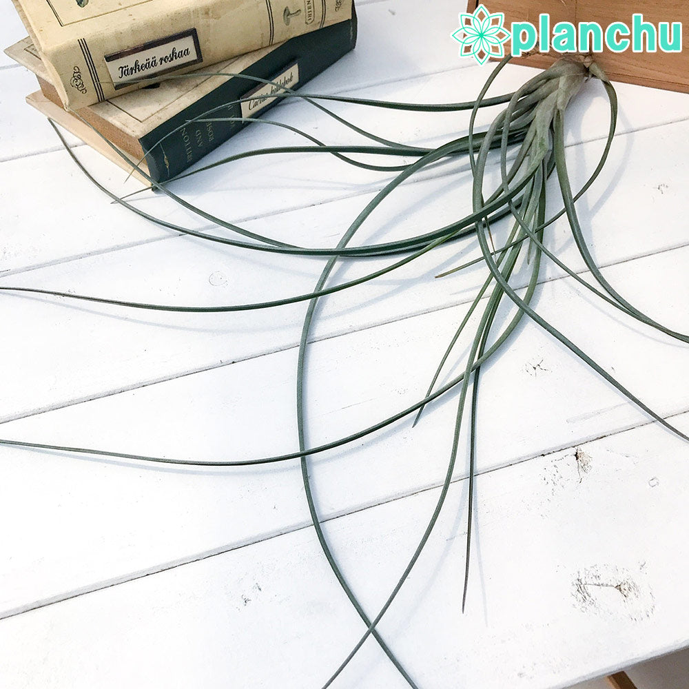 PLANCHU エアプランツ ティランジア エクセルタ × ファシクラータ 1株 W40×H40cm前後 育て方説明書付き Tillandsia exserta × fasciculata エアープランツ チランジア
