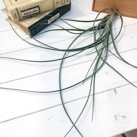 PLANCHU エアプランツ ティランジア エクセルタ × ファシクラータ 1株 W40×H40cm前後 育て方説明書付き Tillandsia exserta × fasciculata エアープランツ チランジア