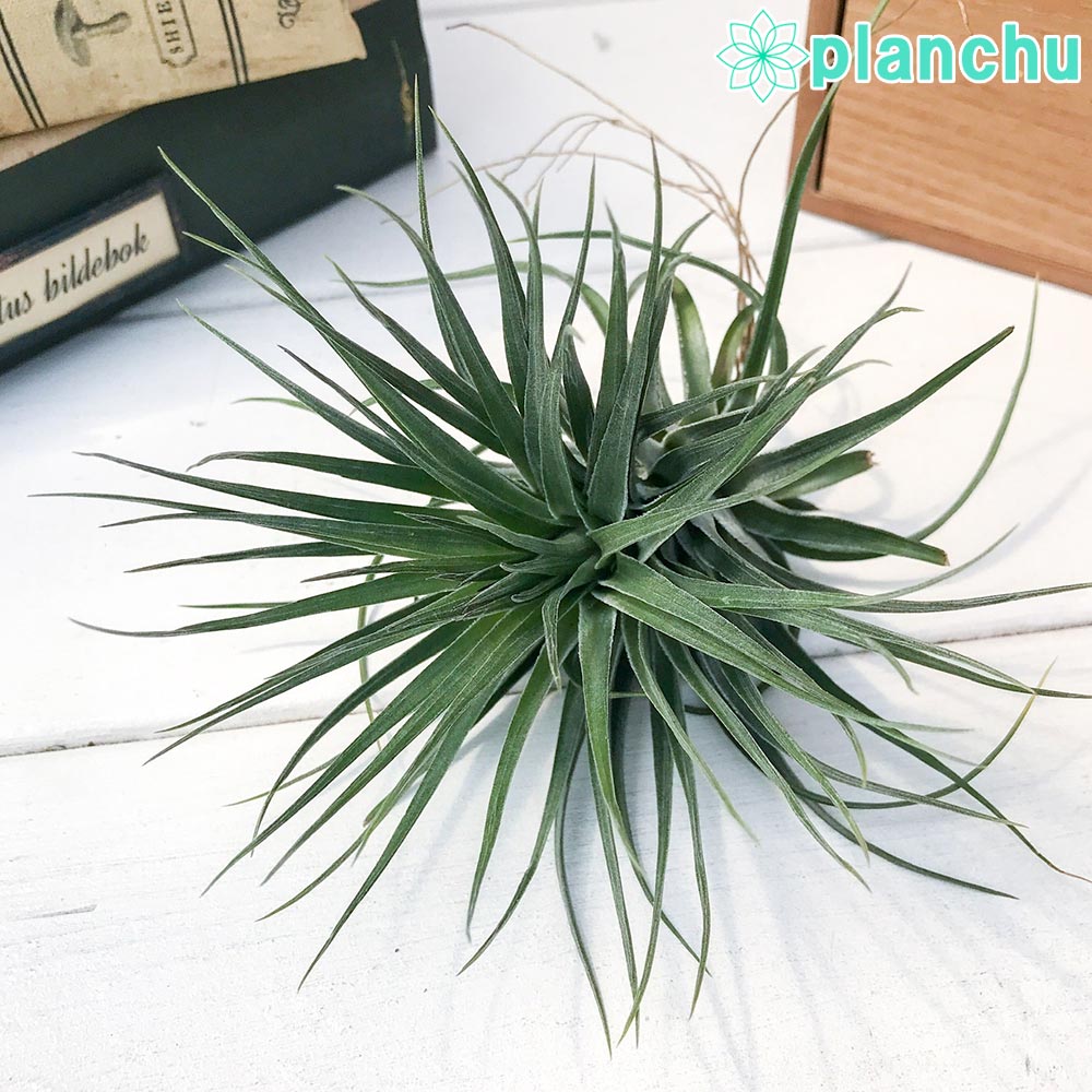 PLANCHU エアプランツ ティランジア ストリクタ コンパクタ 1株 W8×H8cm前後 育て方説明書付き Tillandsia stricta ‘Compacta’ エアープランツ チランジア