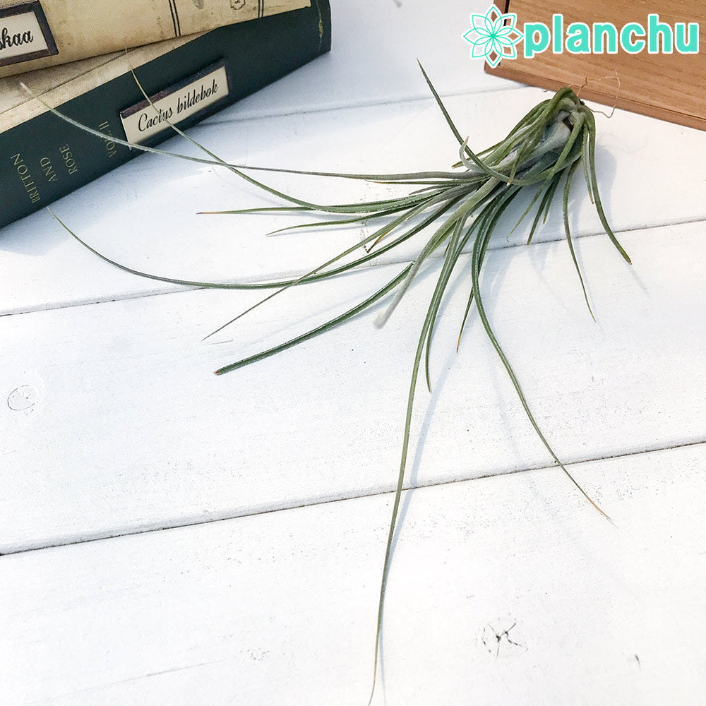 PLANCHU エアプランツ ティランジア ディスティカ ペトレア 1株 W20×H20cm前後 育て方説明書付き Tillandsia disticha ‘Petrea’ エアープランツ チランジア
