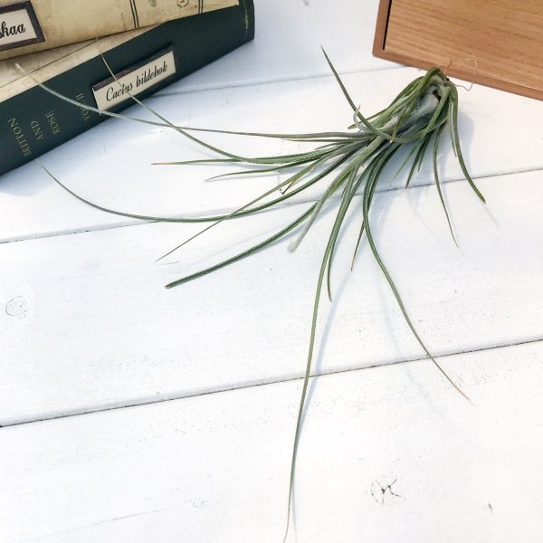 PLANCHU エアプランツ ティランジア ディスティカ ペトレア 1株 育て方説明書付き Tillandsia disticha var. petrea エアープランツ チランジア