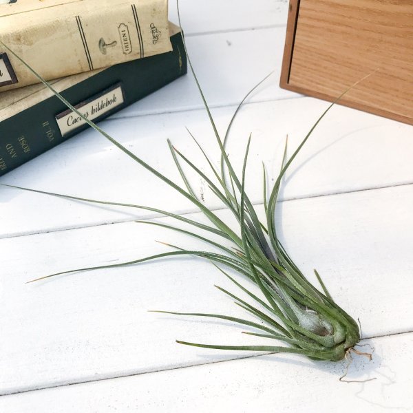 PLANCHU エアプランツ ティランジア ディスティカ ペトレア 1株 育て方説明書付き Tillandsia disticha var. petrea エアープランツ チランジア